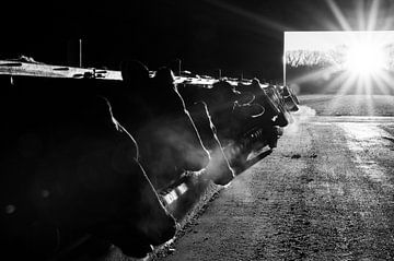 Vaches stables lumière du soleil sur Marieke De Boer