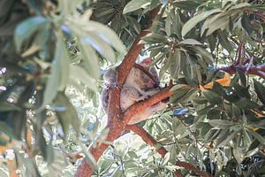 Sleepy Koala sur DsDuppenPhotography