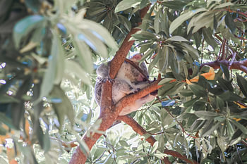 Sleepy Koala