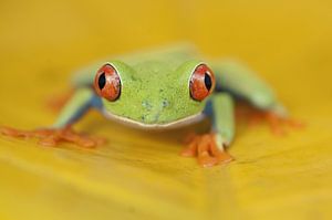 Rotäugiger Baumfrosch auf einem gelben Blatt