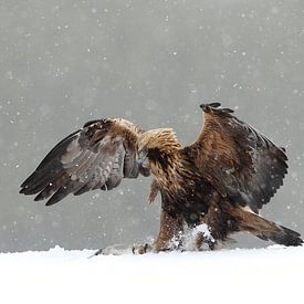 Steenarend (Golden eagle) van Jan Katsman