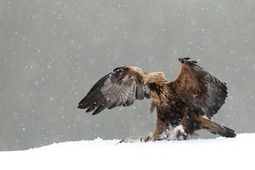 Steenarend (Golden eagle) van Jan Katsman