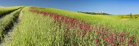Paysage près de Pienza, Val d'Orcia, Toscane sur Walter G. Allgöwer