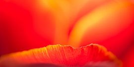 Blütendetails (3)