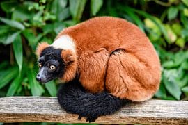 Rode Lemur von Jack Brekelmans