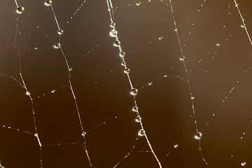 Druppels | spinnenweb