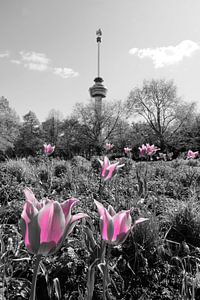 Tulipes et Euromast, Rotterdam