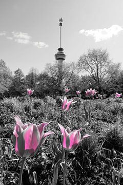 Tulpen en Euromast, Rotterdam van Framed by Elisabeth