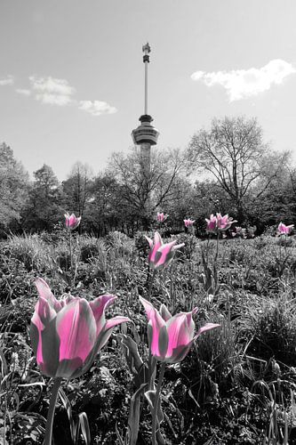 Tulips and Euromast, Rotterdam