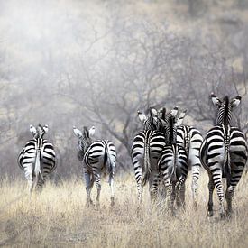 Zebra sur Nynke van Holten