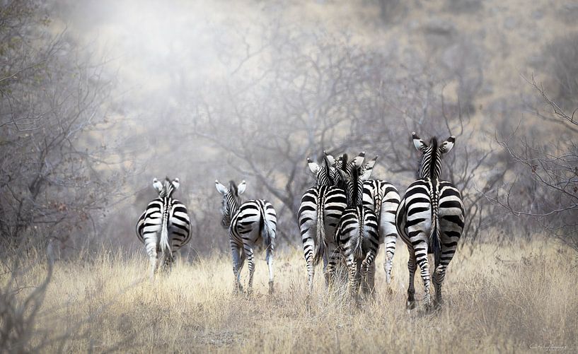 Zebra par Nynke van Holten