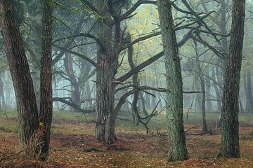 Painterly Pines by Ellen Borggreve