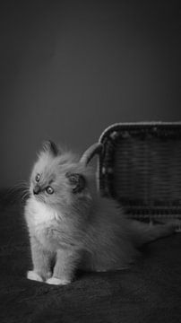 Regdoll Kitten