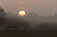 Morning Glory