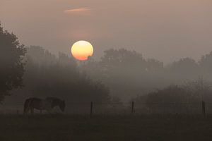 Morning Glory von Natuurlijk Achterhoek