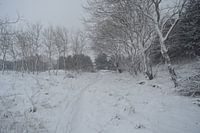 Schnee in den Dünen