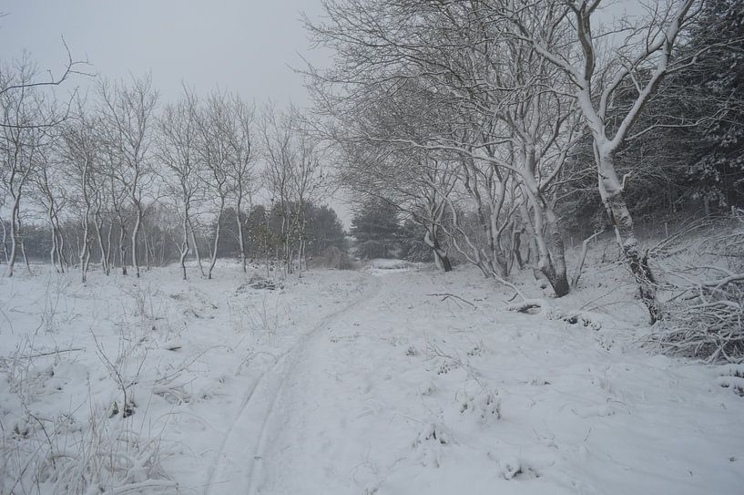 Snow in the dunes by Inge Schoonenberg