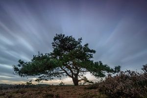 Kiefer im Wind von Sjoerd van der Wal Fotografie