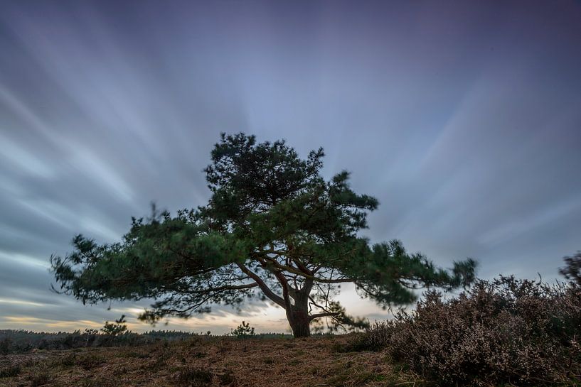 Dennenboom in de wind van Sjoerd van der Wal Fotografie