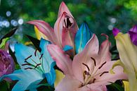 Rainbow lelies in de kleur roze,geel,blauw en paars van Jolanda de Jong-Jansen thumbnail