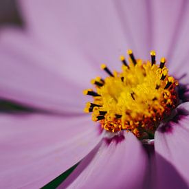 Pink / Yellow van Eddo Kloosterman