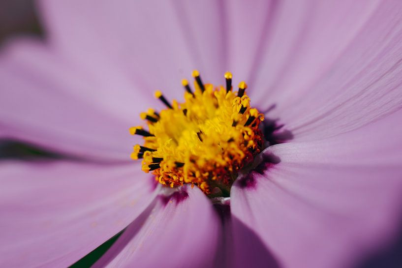Pink / Yellow by Eddo Kloosterman
