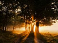 Goldener Sonnenaufgang zwischen den Bäumen