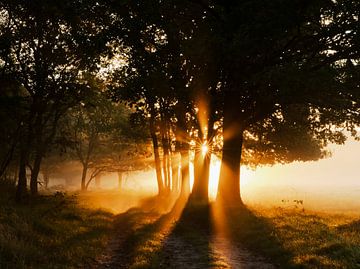 Goldener Sonnenaufgang zwischen den Bäumen von Brenda van de Wal