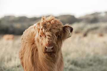 Schotse Hooglander van PeetMagneet