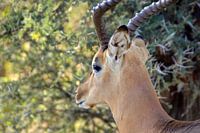Close up mannetjes impala bokje met mooie hoorns, Kruger park, Zuid Afrika