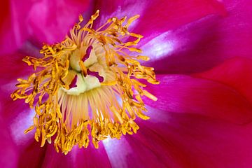 een closeup van een paarse roos van W J Kok