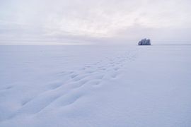 Insel mit Bäumen in einem vollständig zugefrorenen See von Martijn Smeets