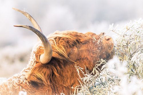 Schottischer Highlander