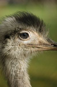 Tierwelt von Youssra Oosthoek