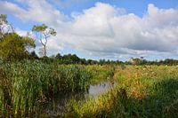 Zomer, landschap in de Friese Wouden
