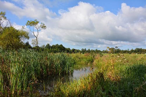 Zomer, landschap in de Friese Wouden
