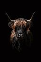 Scottish Highlander 12 by Eye Candy Galore thumbnail