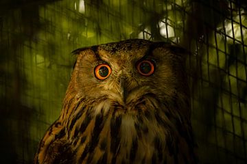 Hibou mystique à l'œil orange sur Niels Bronkema