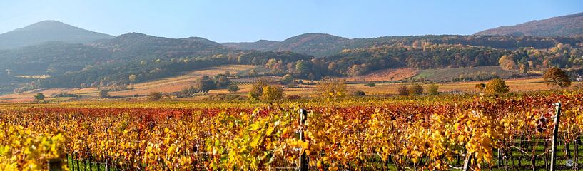 Herbst in den Weingärten von Leopold Brix
