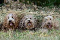 labradoodle, doodle, dog photo, dog photography, dogs, dog