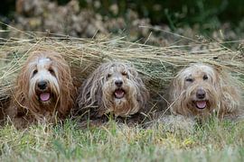 labradoodle, doodle, hundefoto, hundefotografie, hunde, hund von M. B. fotografie