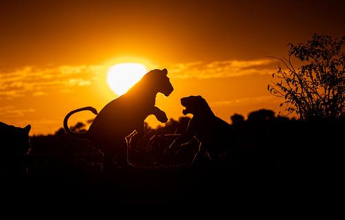 Playing lions by Claudia van Zanten