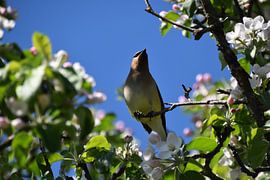 Een ceder waxwing in de lente van Claude Laprise
