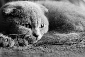 Scotish Fold Cat dreaming