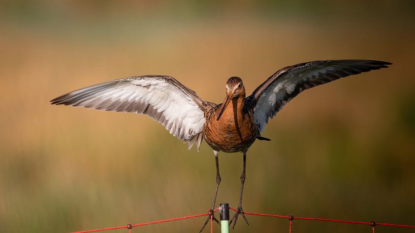 Balancieren auf einem dünnen Seil von Ard Jan Grimbergen