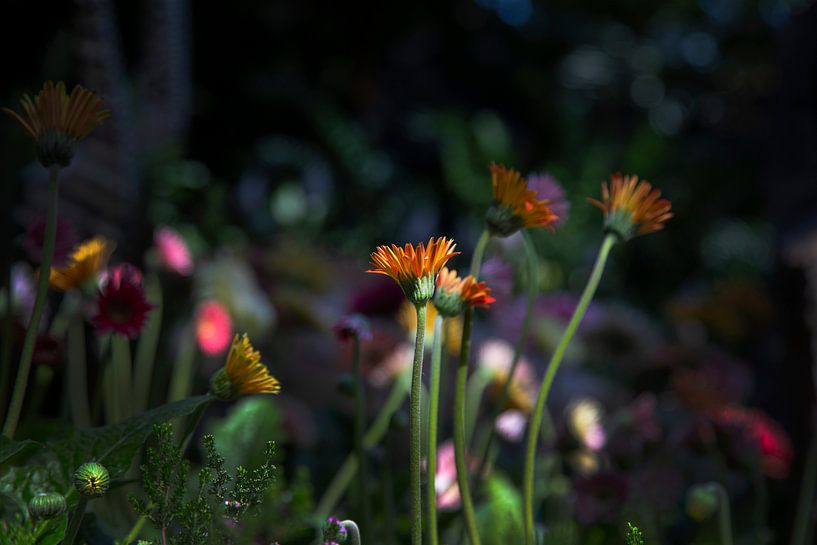 Wildblumen von Petro Luft