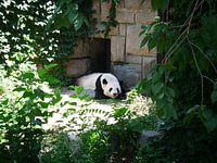 Pandabeer
