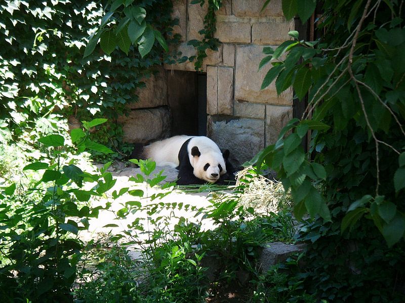 Pandabeer van Desiree Barents