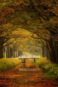 Brücke im Herbstwald