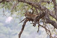 Entspannter Leopard von Angelika Stern Miniaturansicht